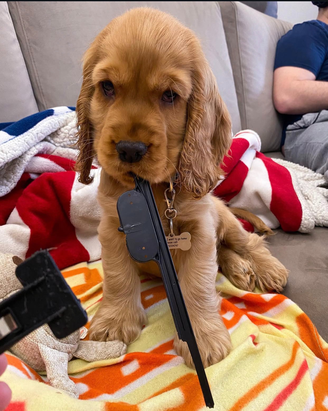 Amerykański Cocker Spaniel.WhatsApp: +49 1512 4985419