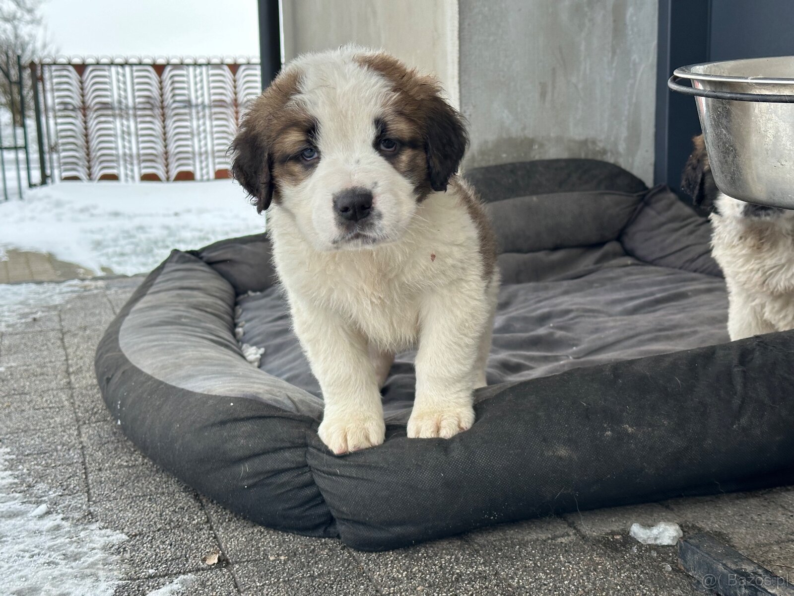 Bernardyn szczeniaki