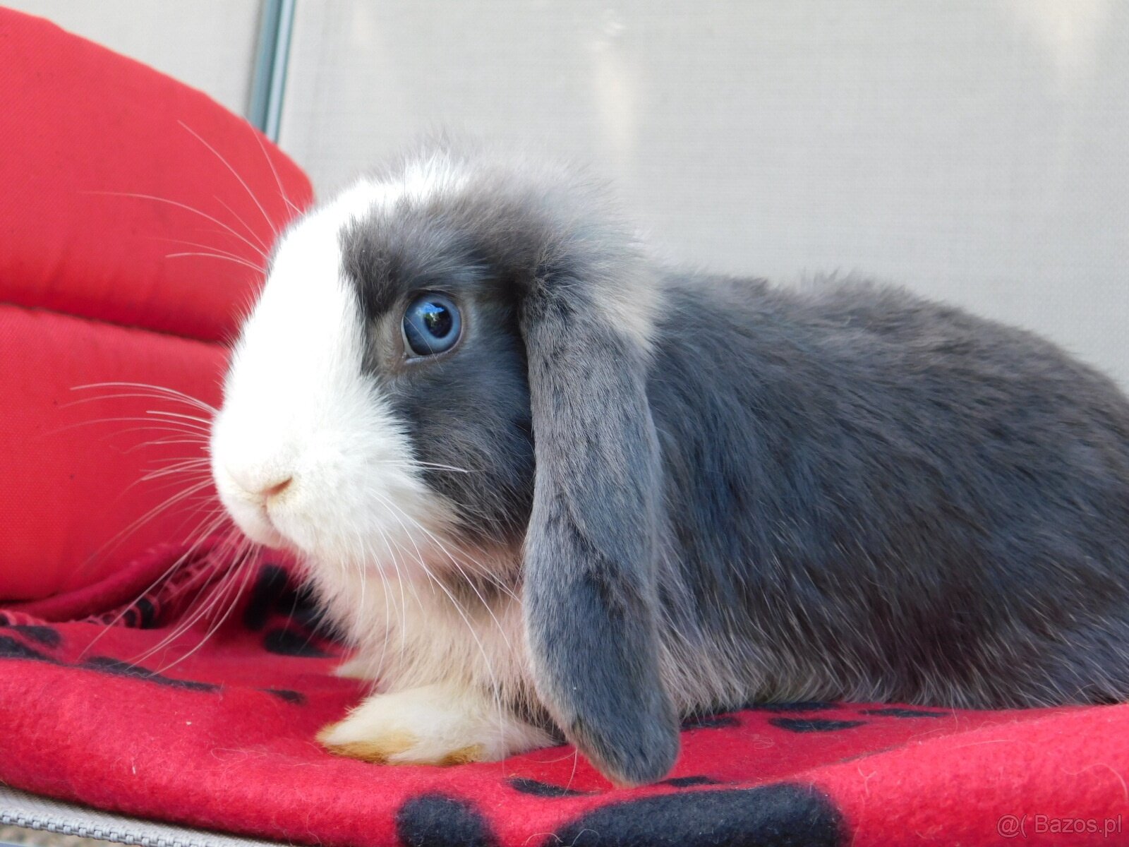 Samczyk baranek mini lop