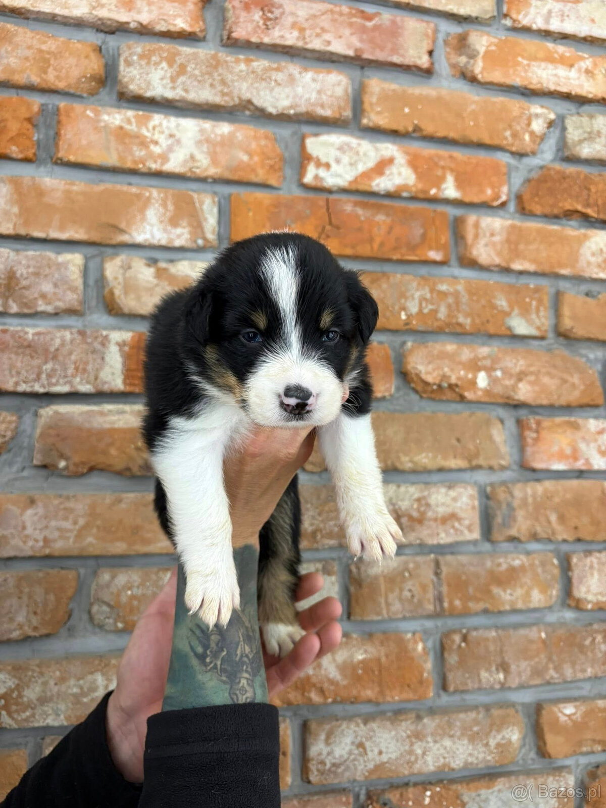 Border Collie