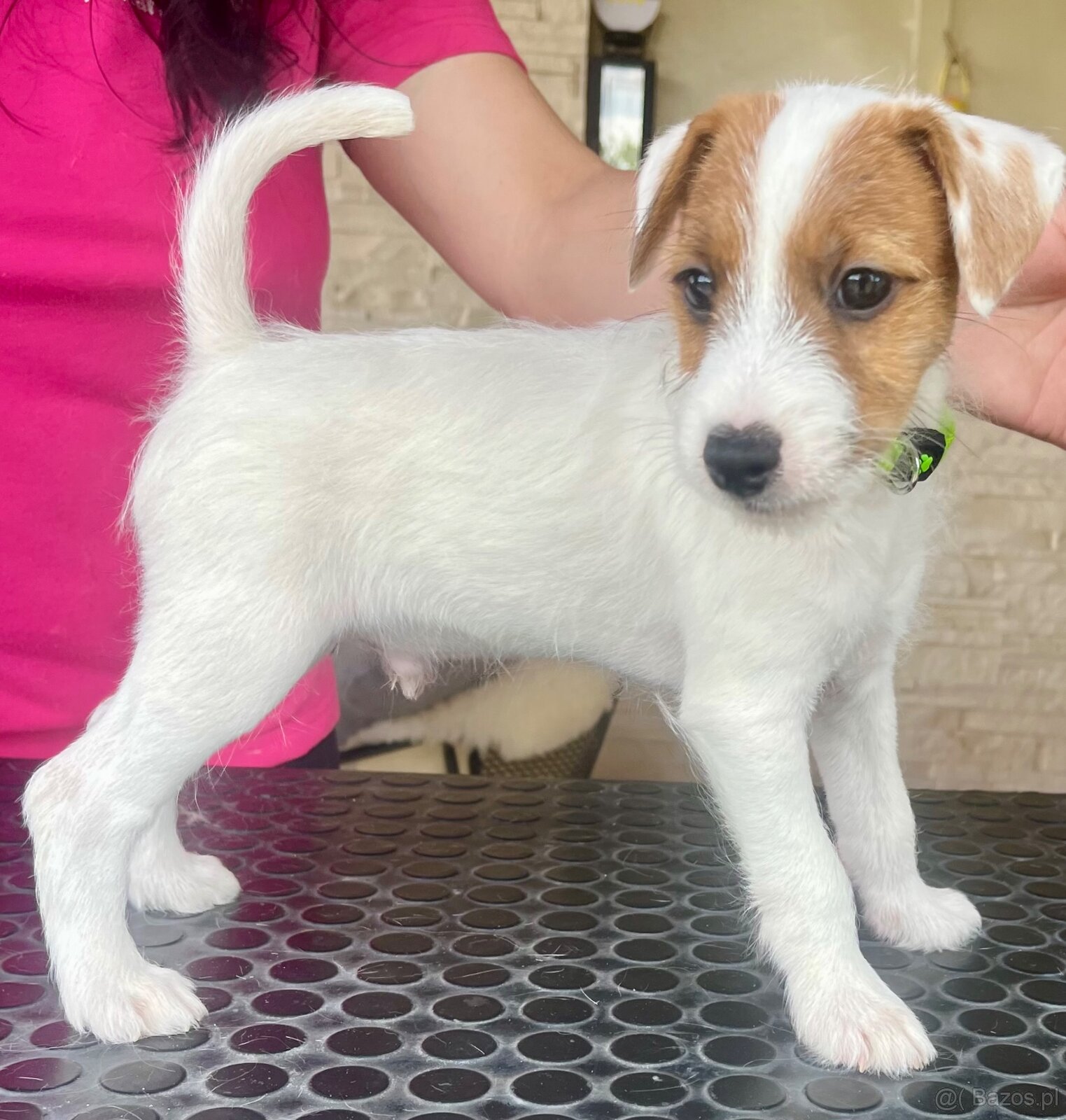 Parson russell terrier FCI HODOWLA RODOWÓD