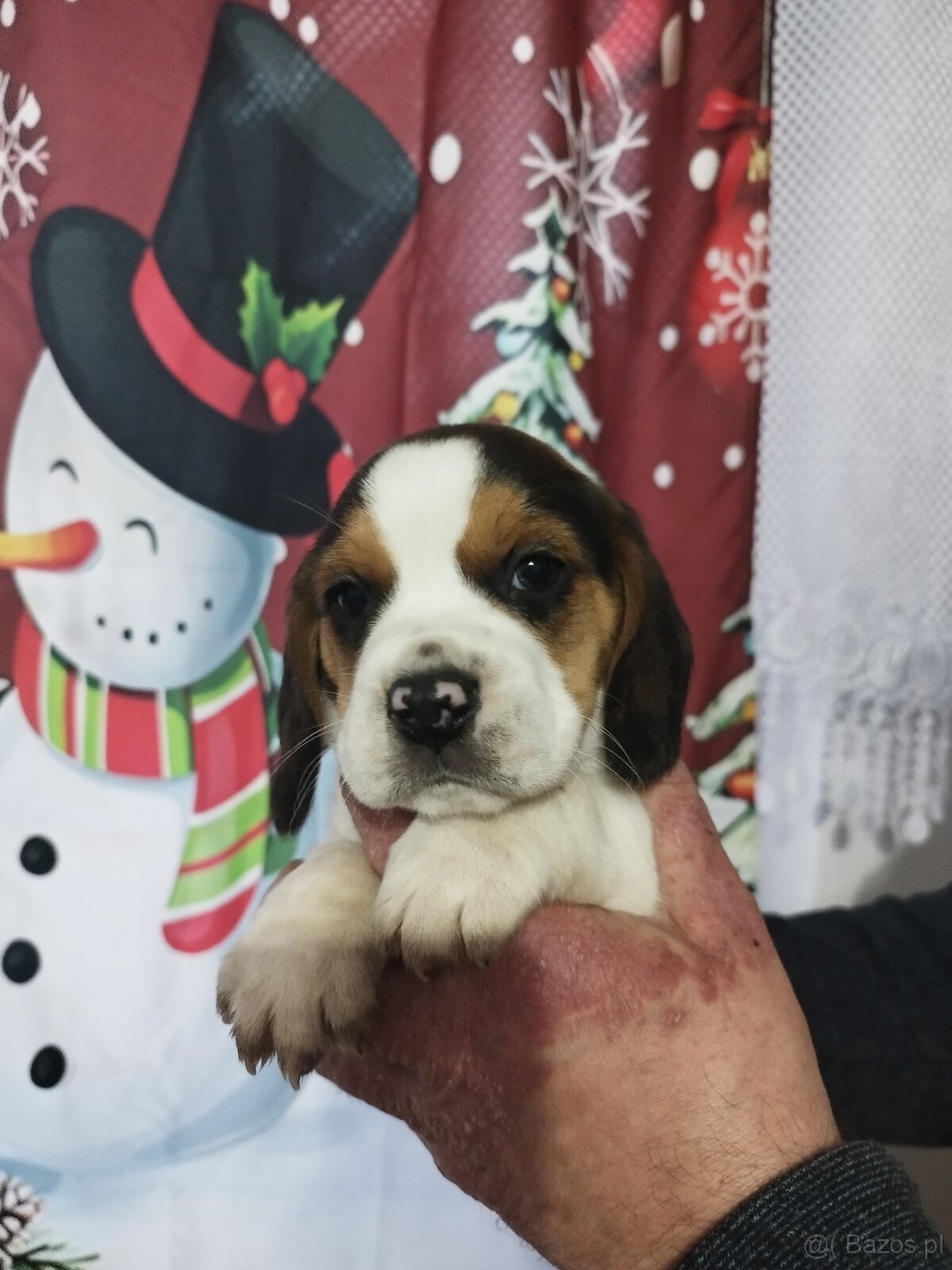 Rodowodowe szczenięta rasy Beagle tricolor, profil DNA - 10