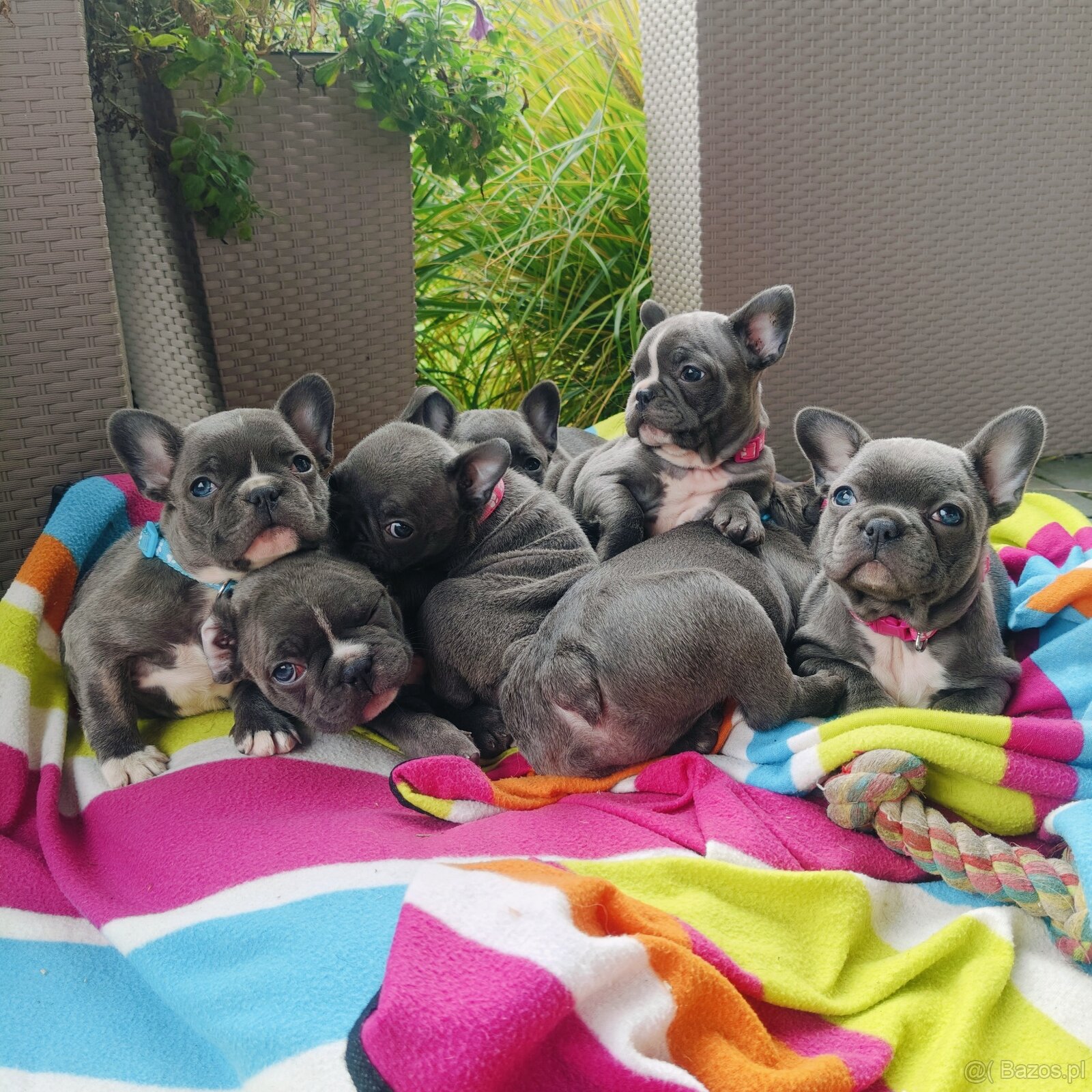 Buldog francuski BLUE niebieski szczeniak suczka pies piesek - 10