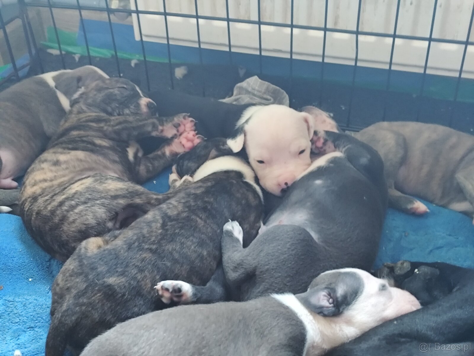 Rezerwacja szczeniąt Amstaff - 10