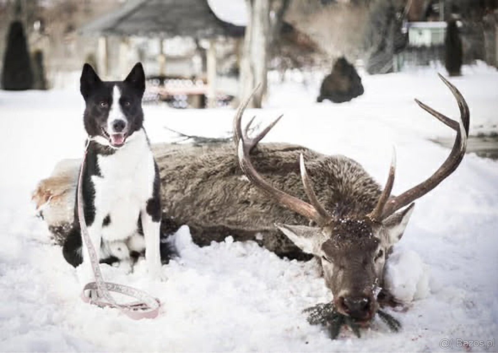 Szczenięta Karelski pies na niedźwiedzie z rodowodem FCI - 10
