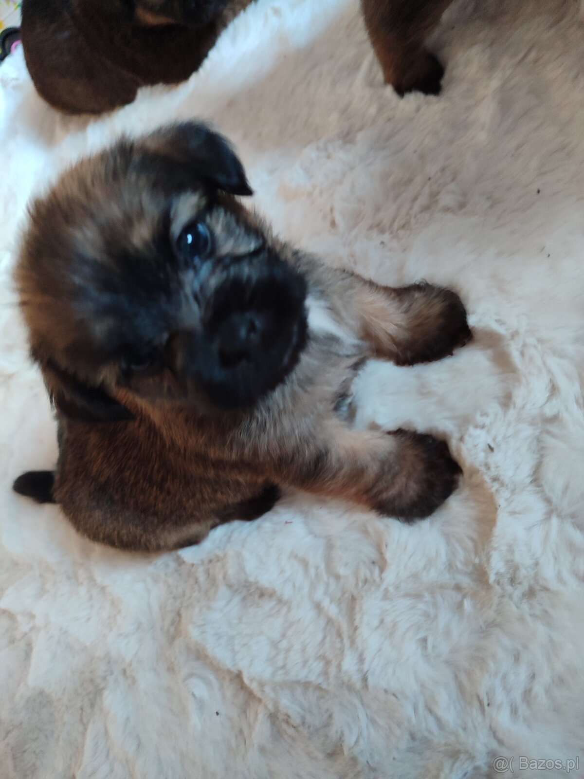 Śliczne suczki i pieski - 10