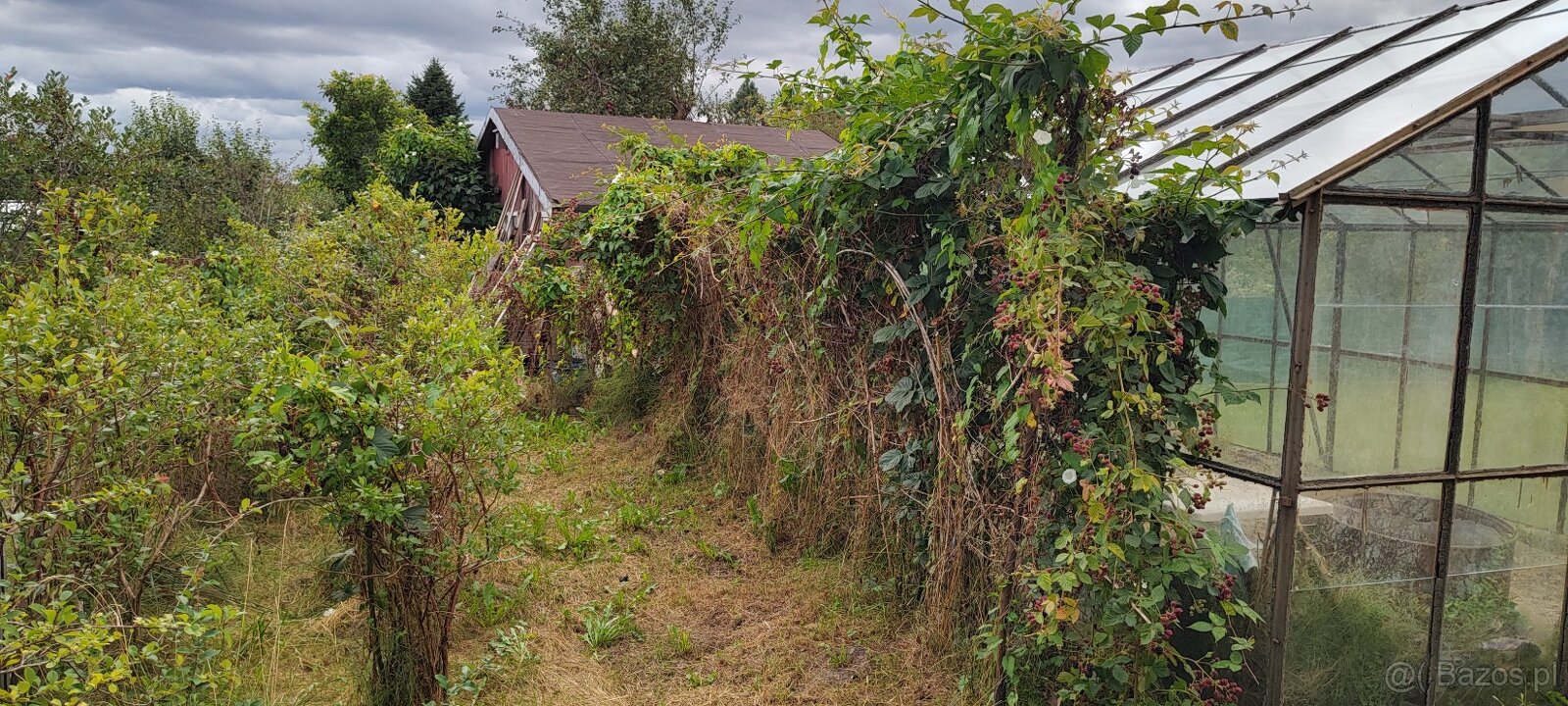Działka ROD. Murowana altana. Duża szlarnia. SŁUPSK. - 10