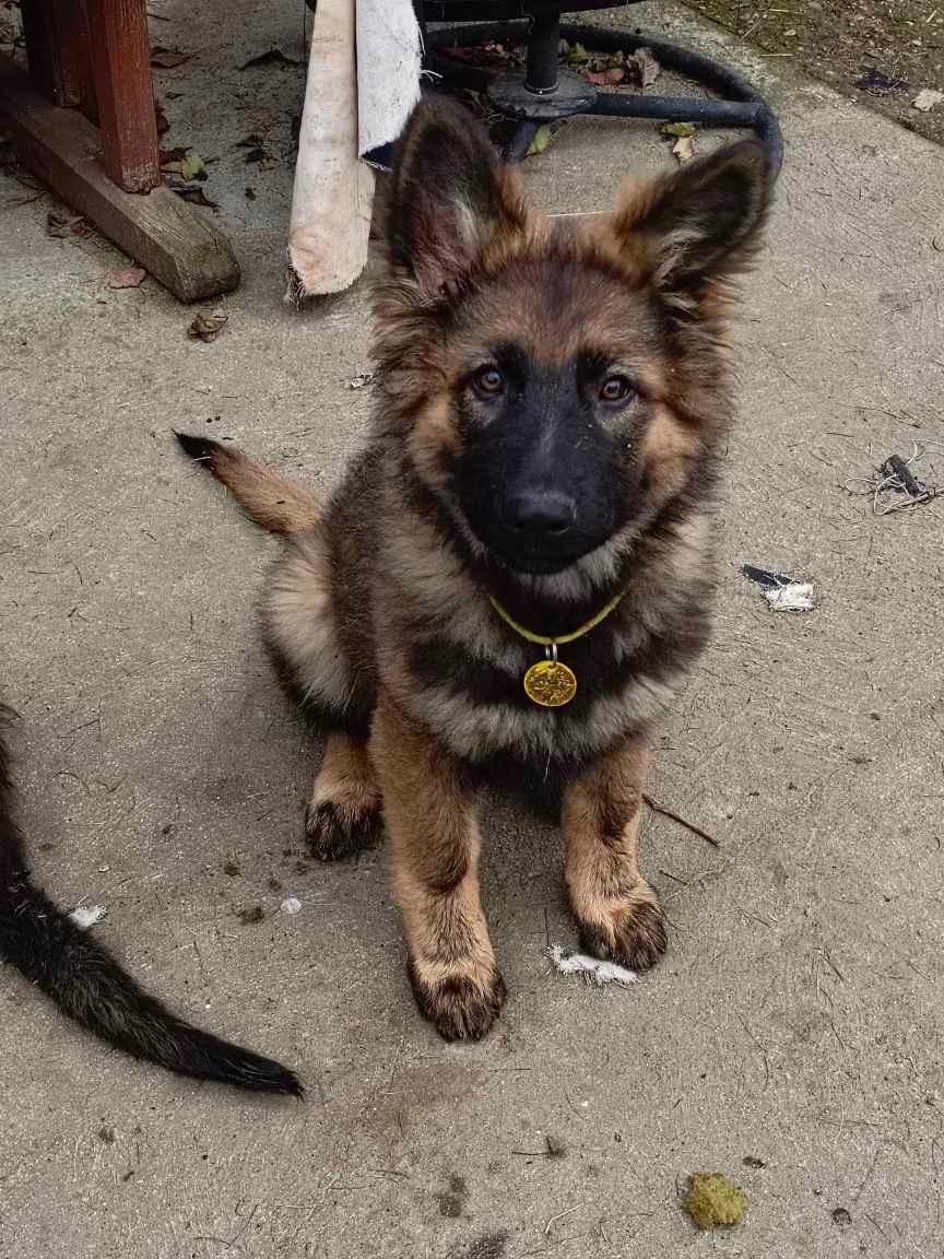 Suczka owczarek niemiecki długowłosy - 10