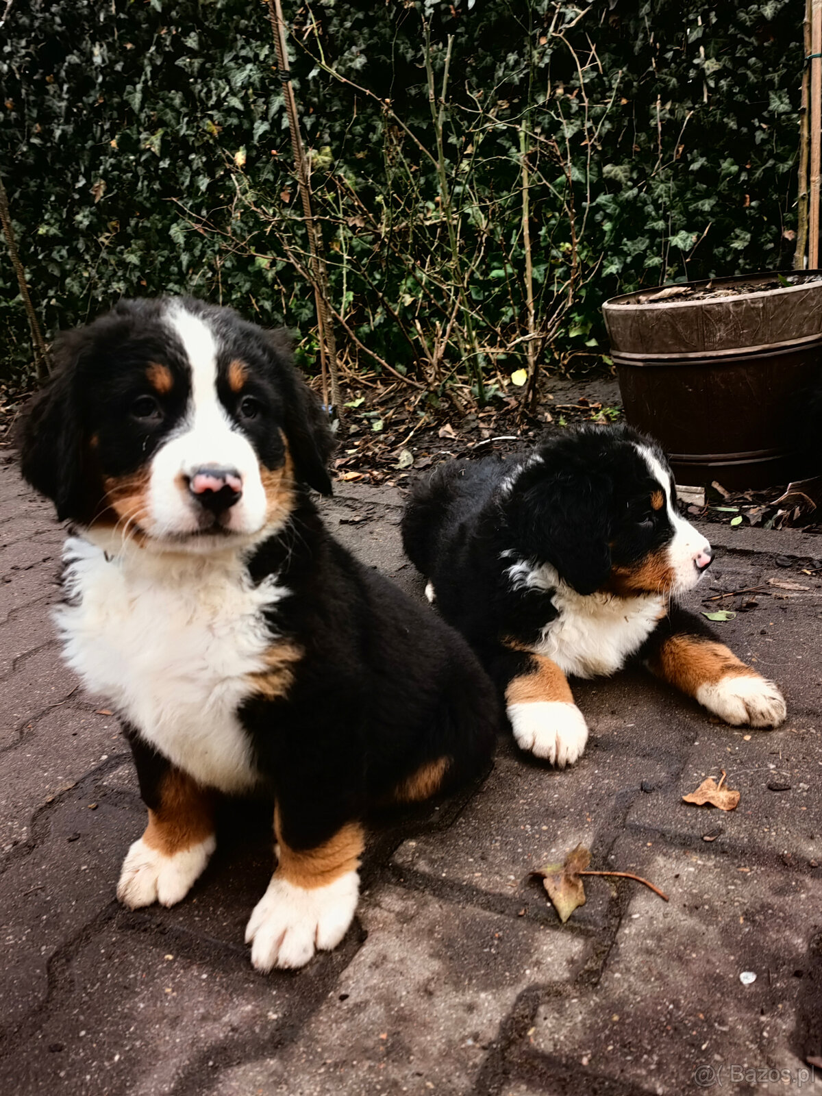 Szczenieta Berneński Pies Pasterski - 10