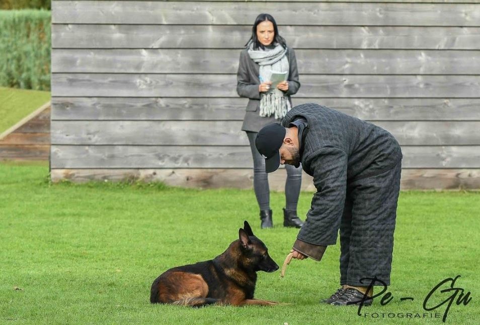 Owczarek belgijski malinois z rodowodem FCI - 10