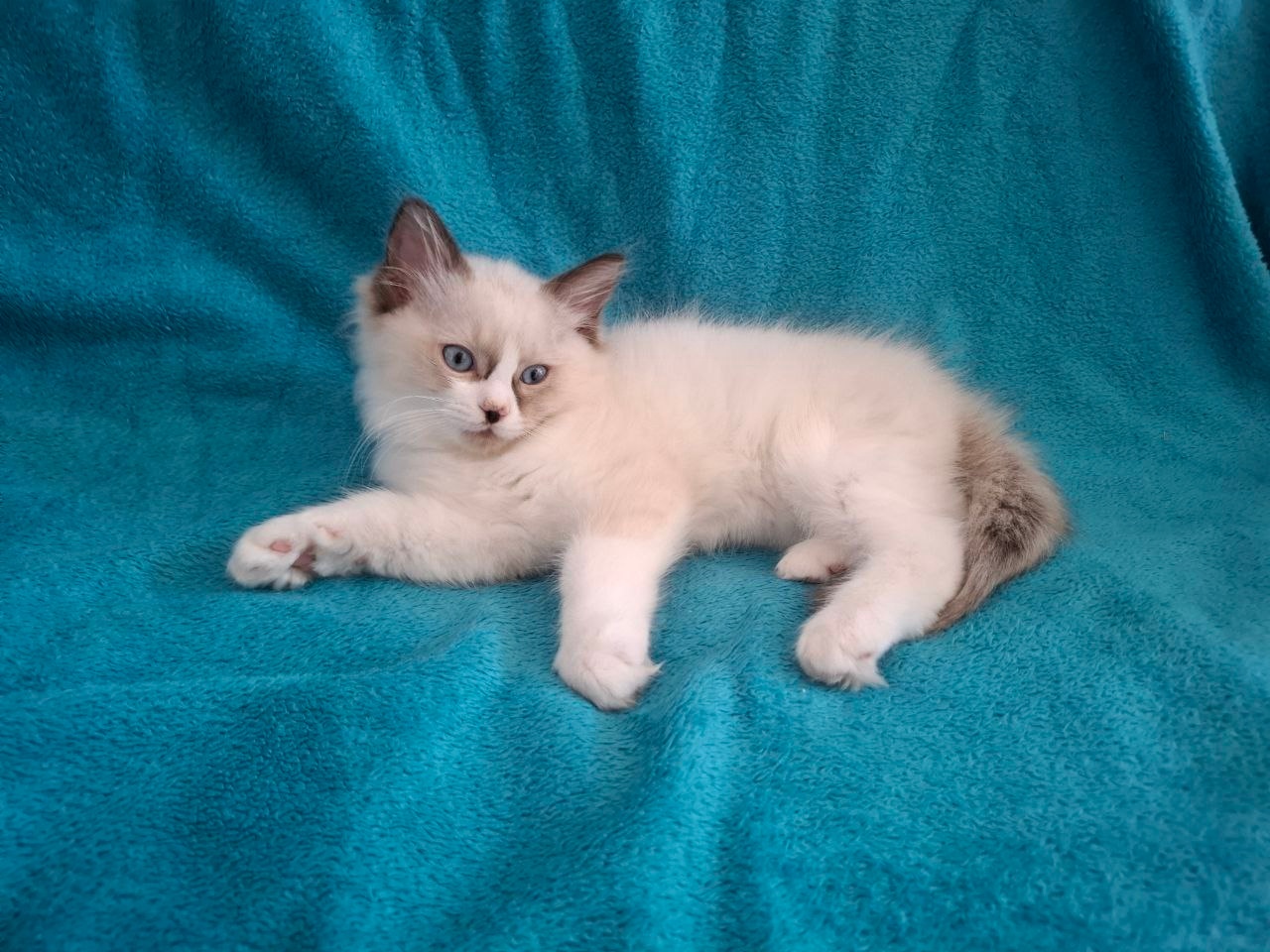 Rodowodowe kocięta Ragdoll - gotowe do zamieszkania - 10