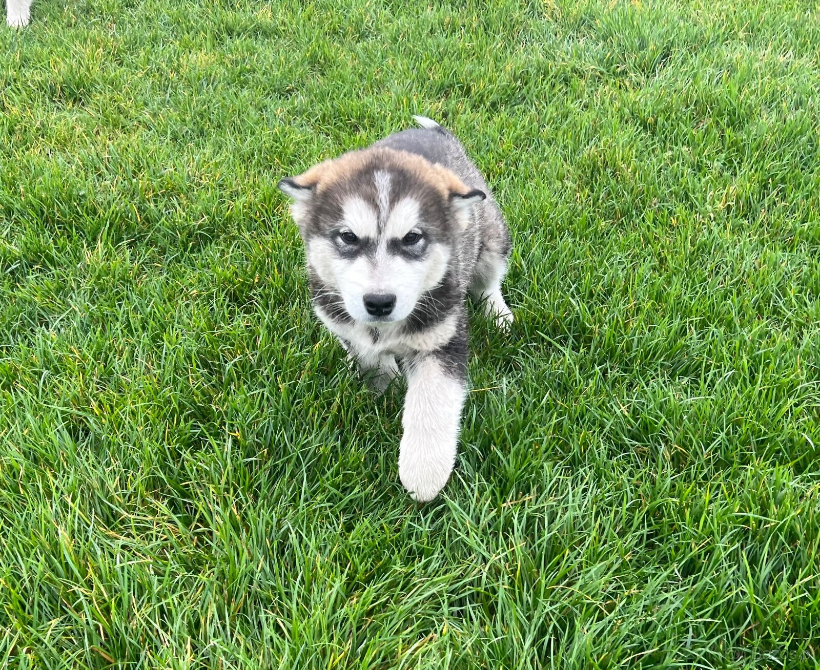 Alaskan Malamute szczeniaki - 10