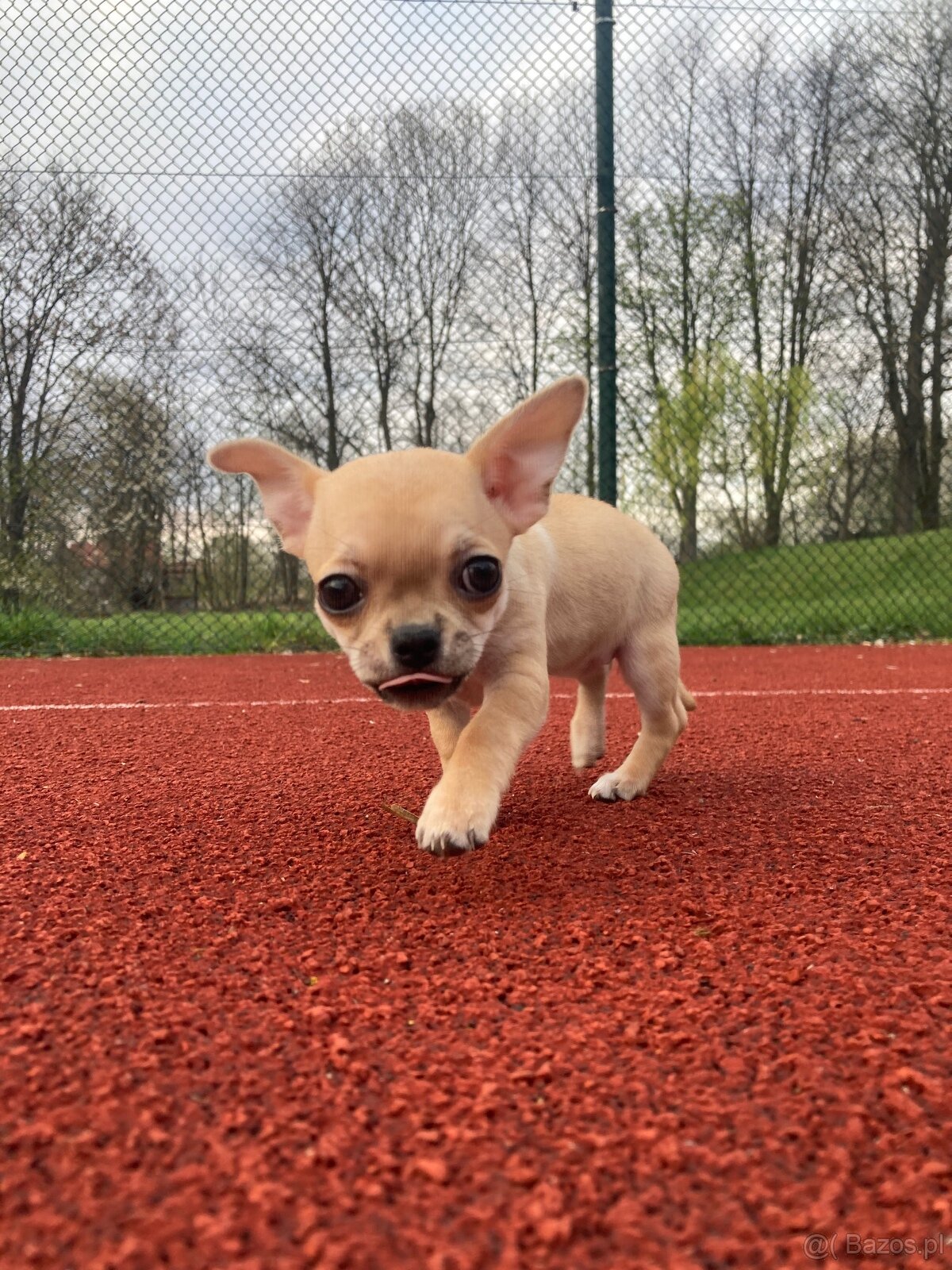 Chihuahua szczeniak - 10