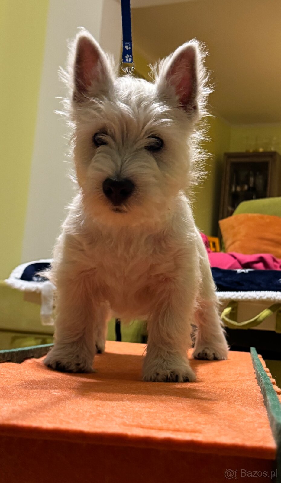West Highland White terrier - 10