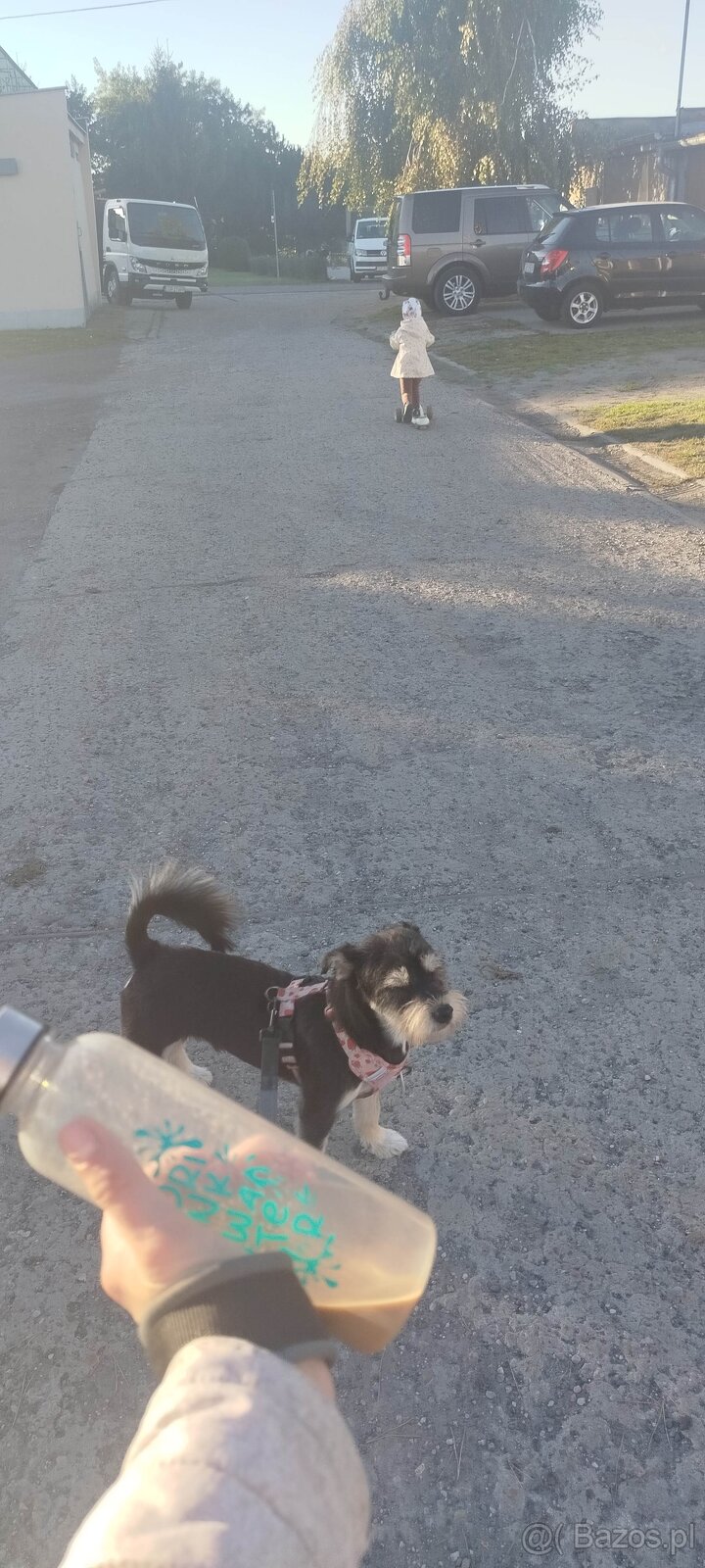 Zenio PILNIE szuka nowego domu - 10