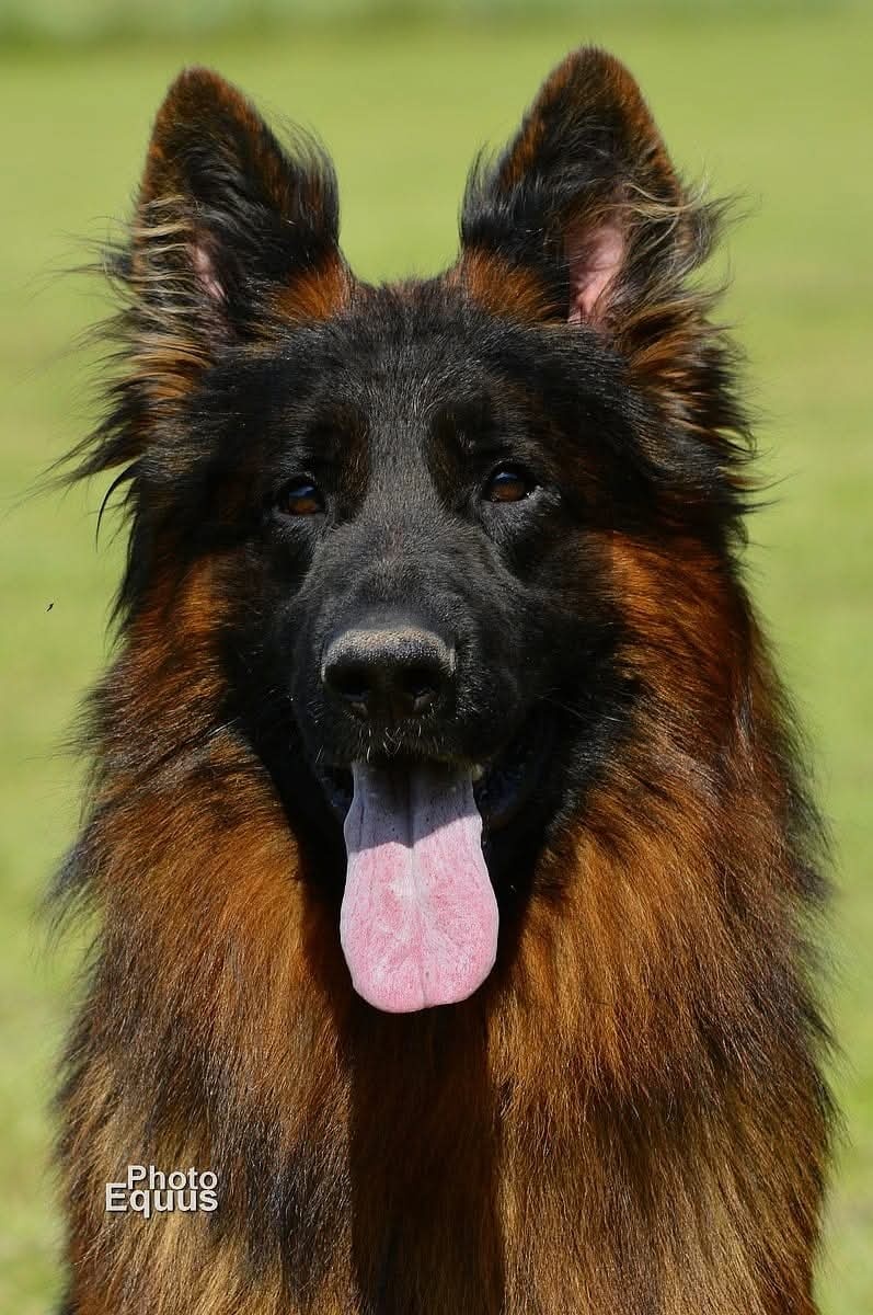 Owczarek Niemiecki Długowłosy- szczenięta - 10