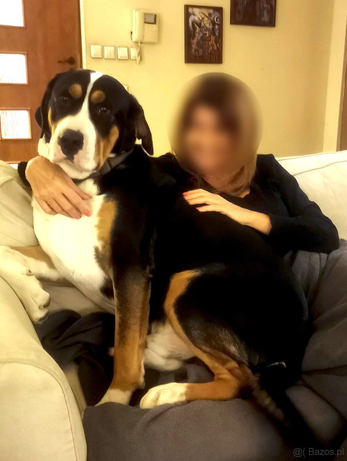 Duży Szwajcarski Pies Pasterski - 10