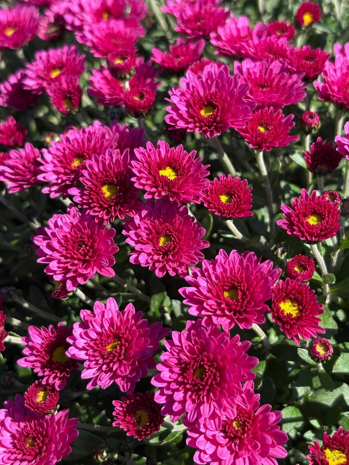 Sprzedam chryzantemy - 10