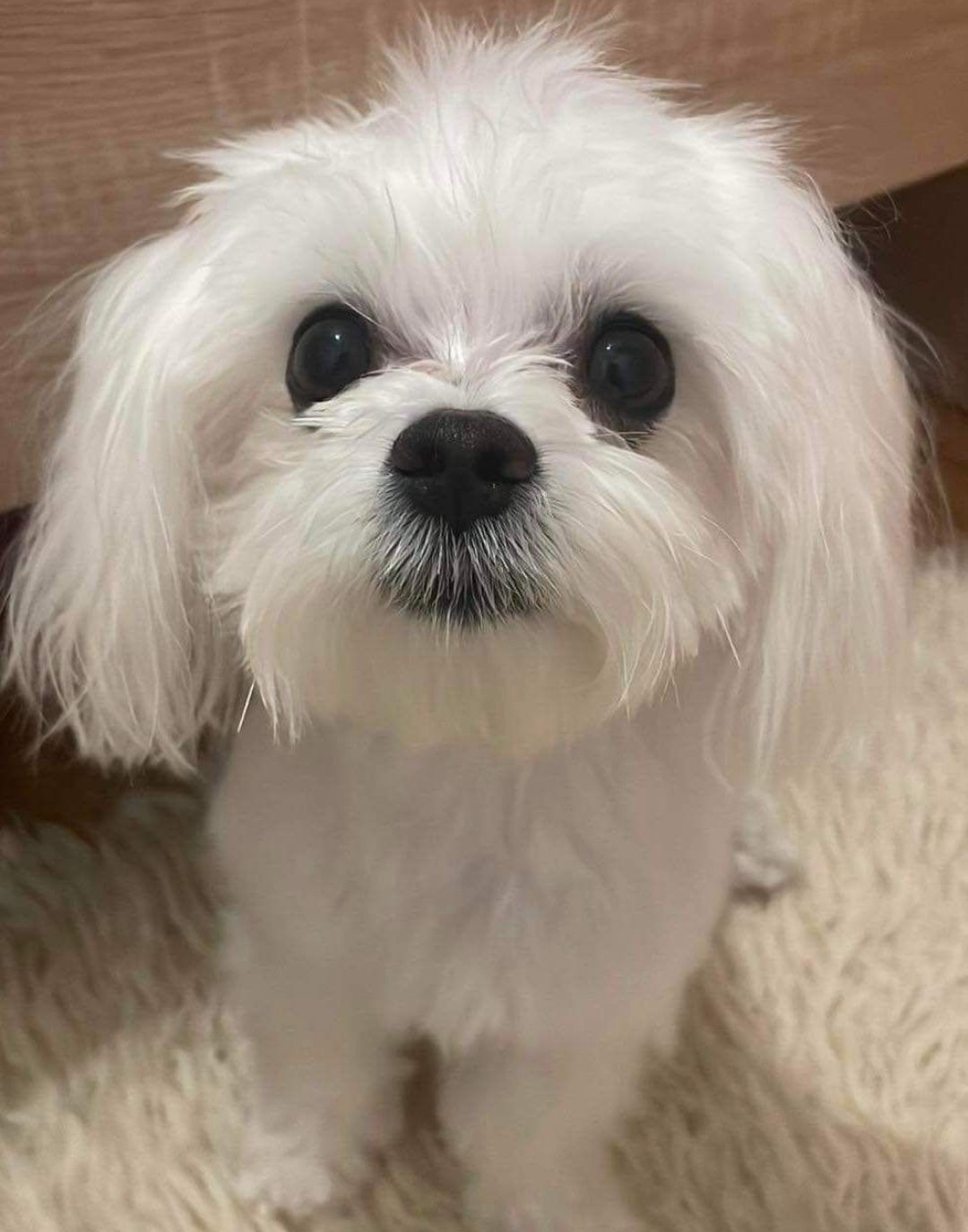 Maltańczyk Royal Maltese - 10