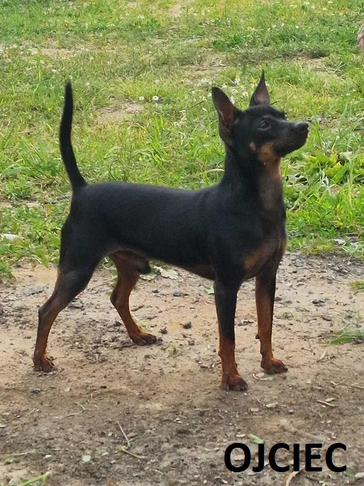 Pinczerki Pinczer Miniaturowy z Rodowodem CHIP Chłopaki Szuk - 10