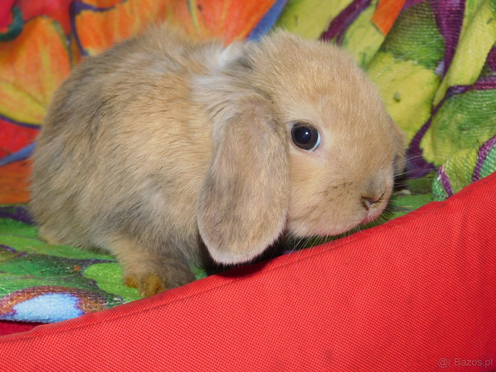 Baranki mini lop - 10