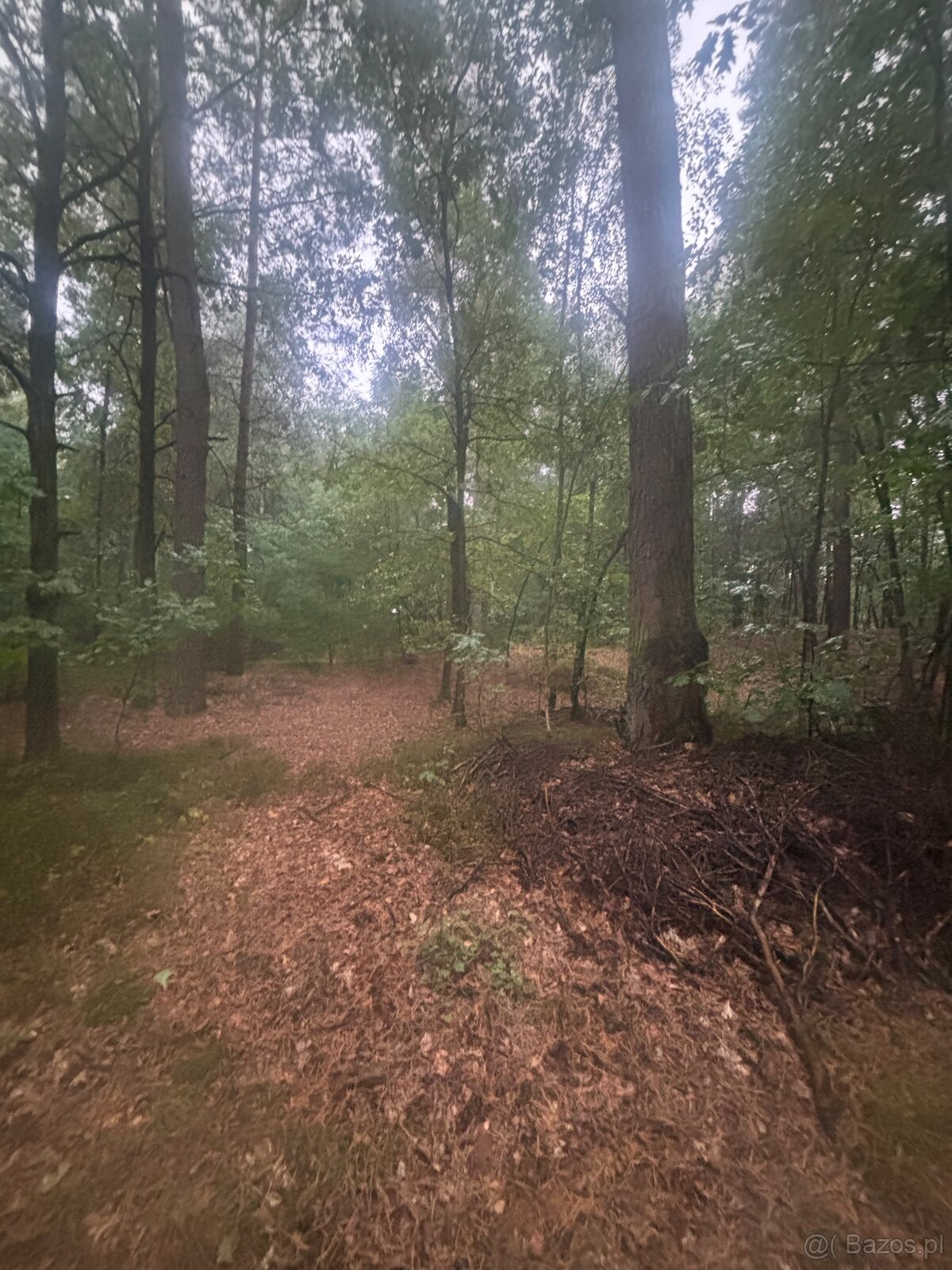 Działka leśna - 10