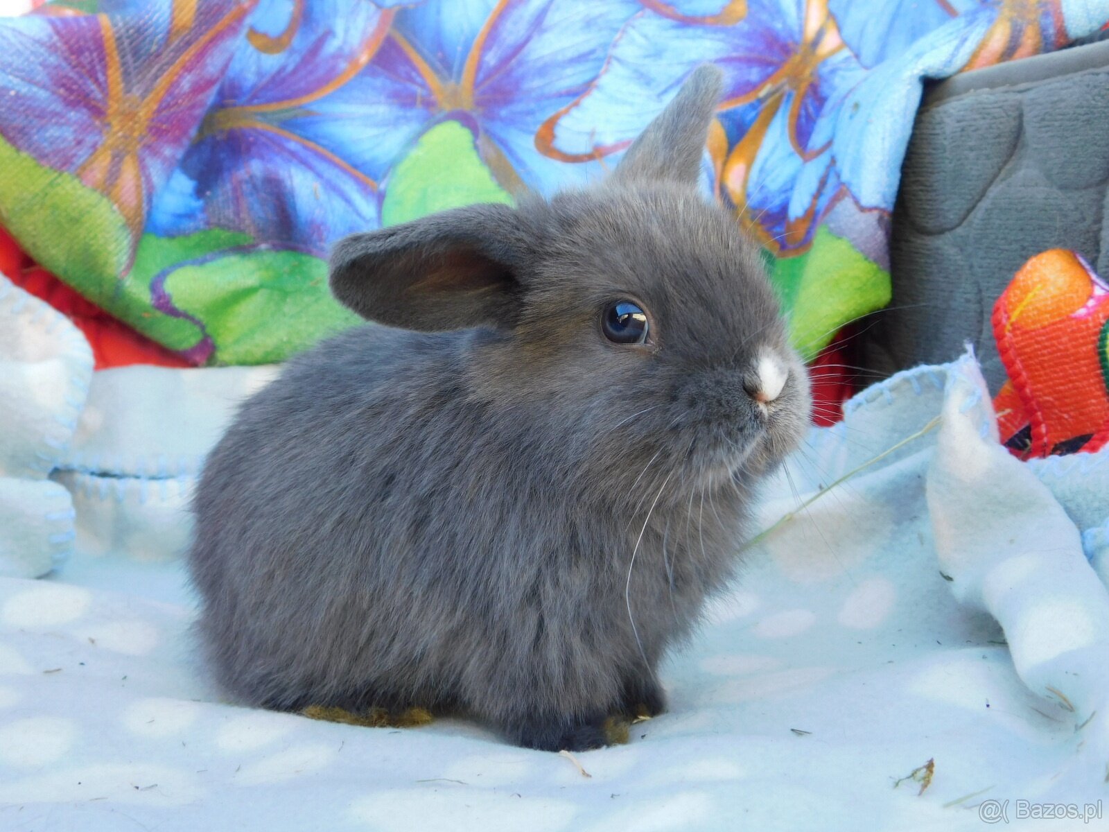 Mini lop baranki - 10