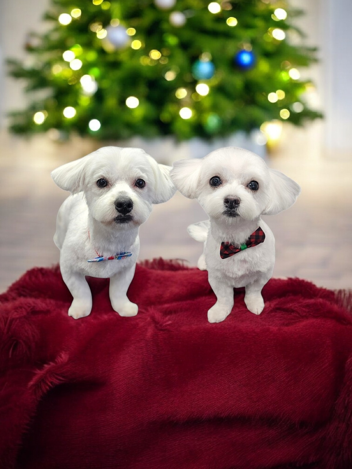 Maltańczyki szczeniaku - 10