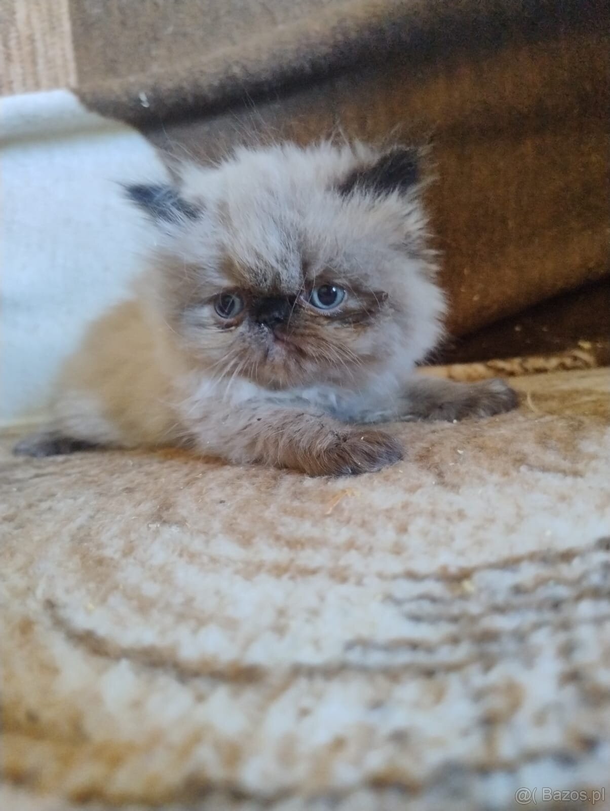 Kocięta długowłose – w typie Perski - 10