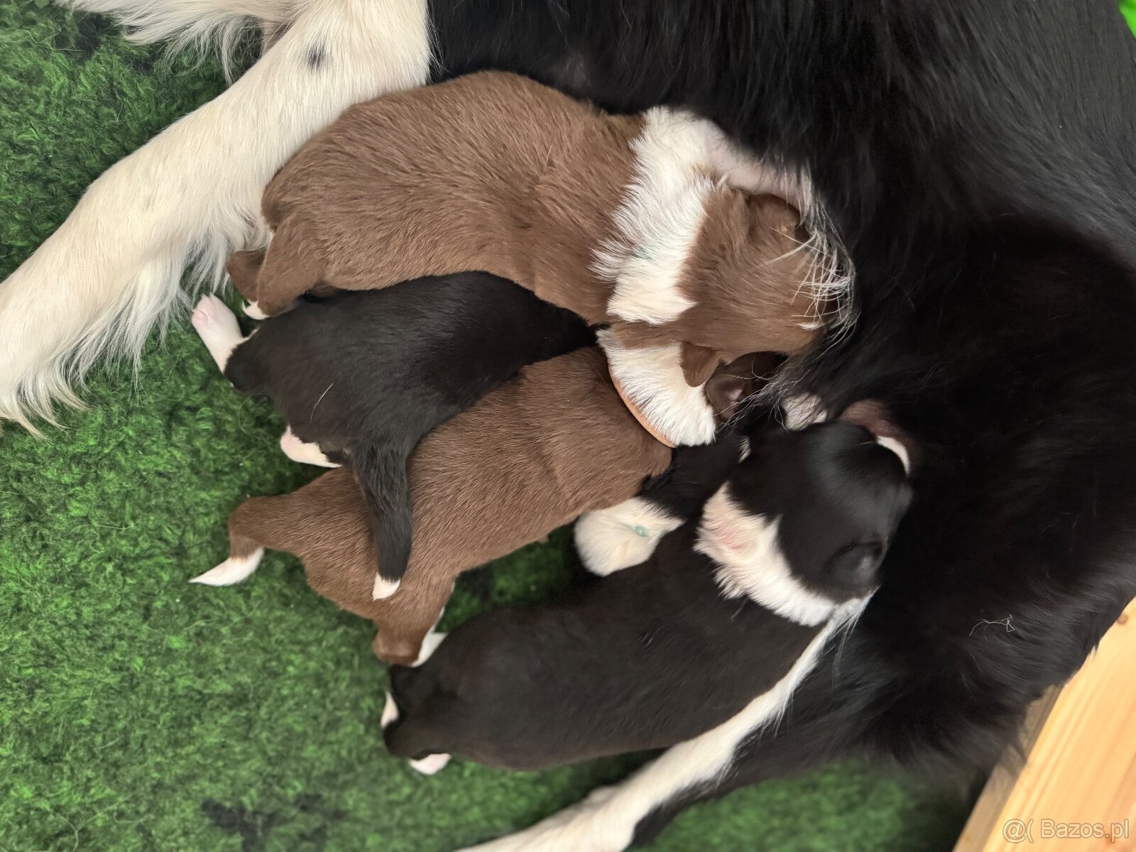 Border Collie z PP /FCI/ szczenięta - 10