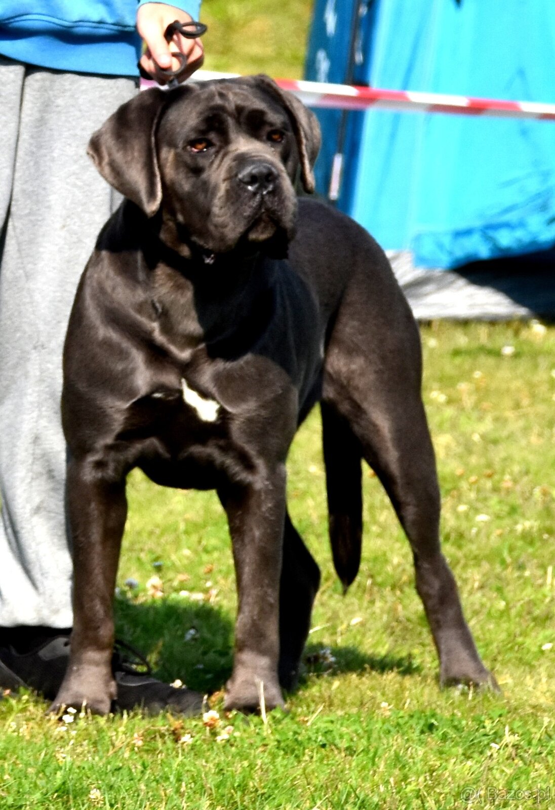 Szczenięta Cane Corso z FCI - 10