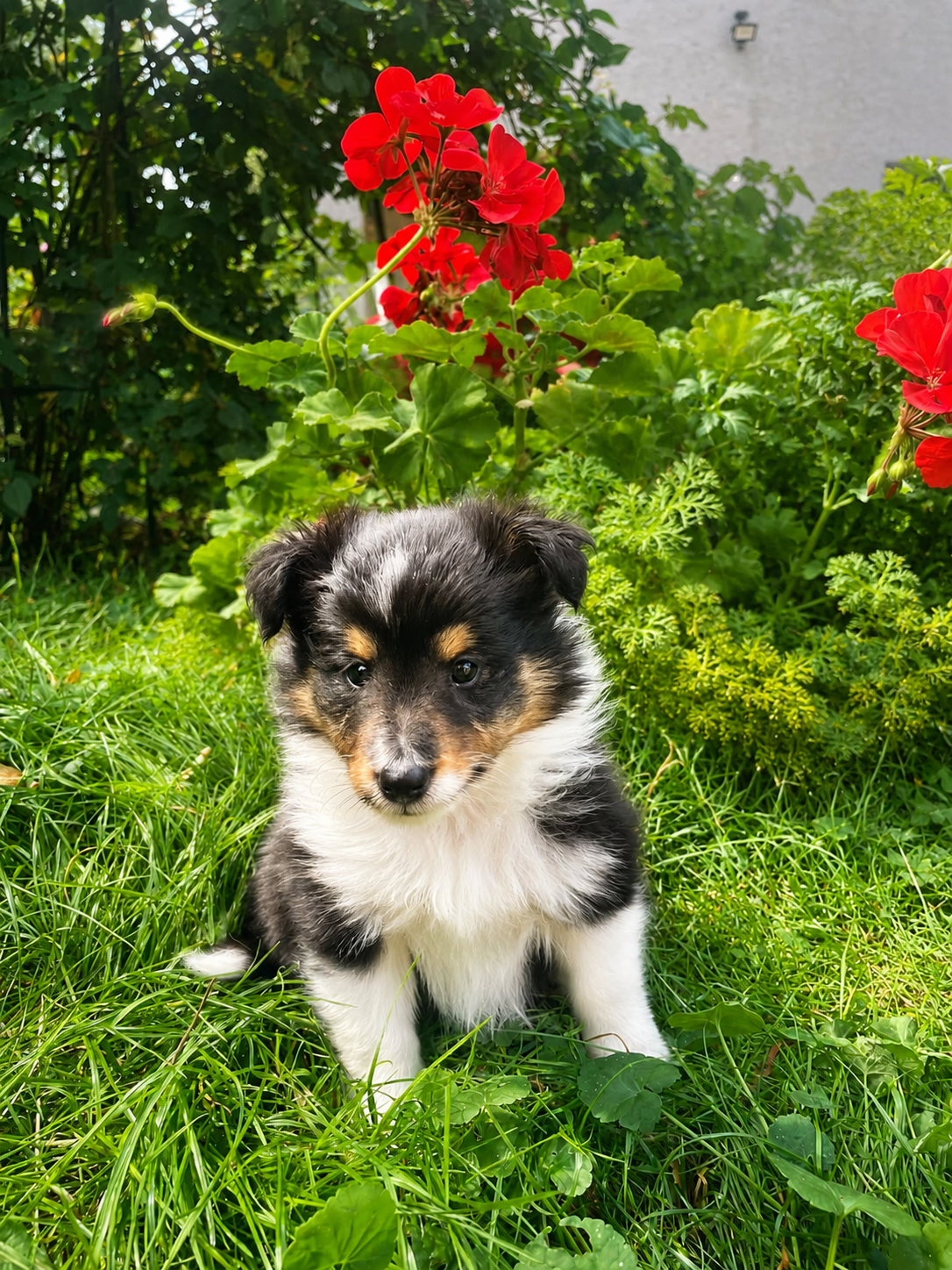 Sheltie, shetland sheepdog, owczarek szetlandzki, piesek - 10