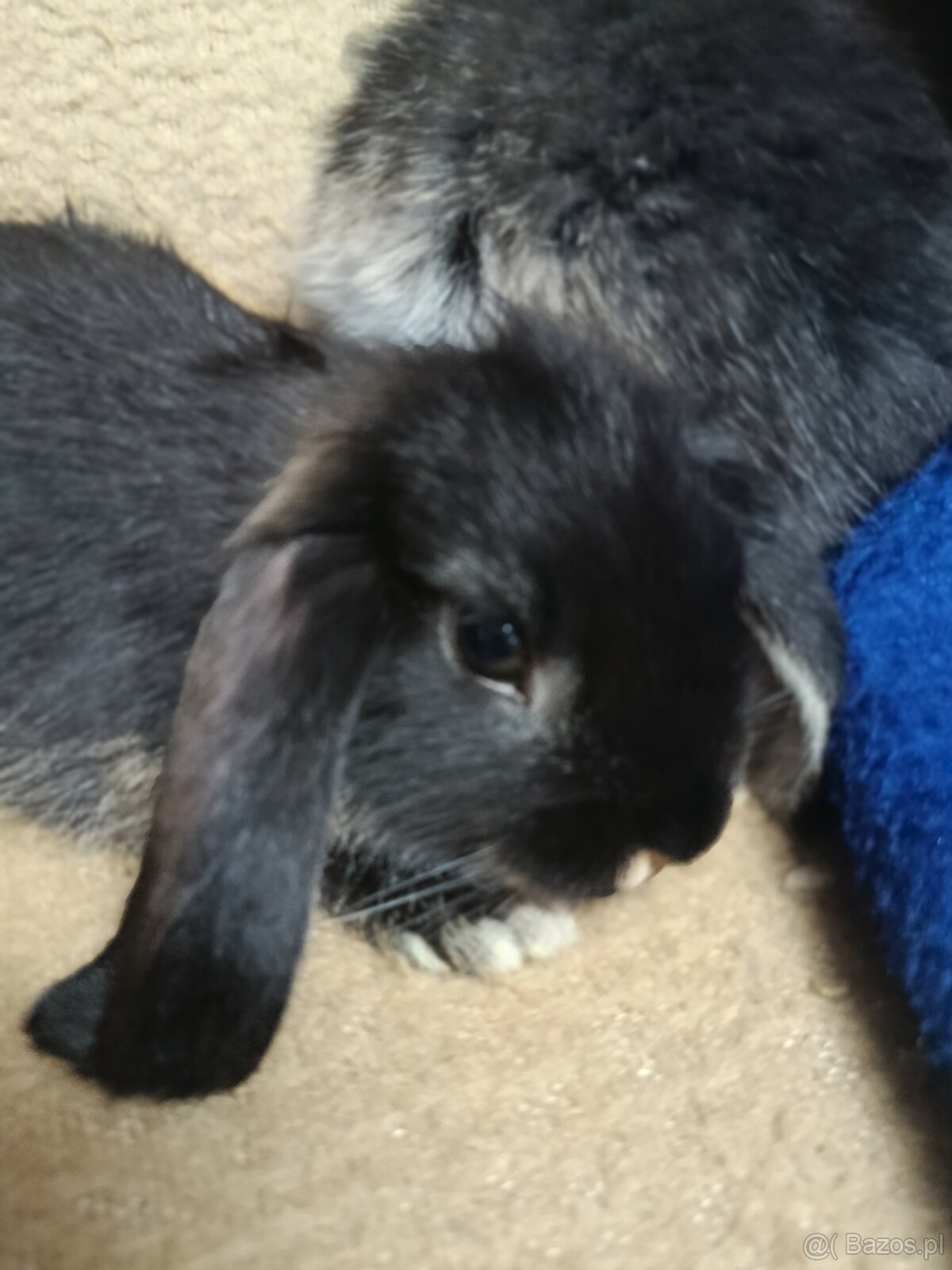 Króliczki mini lop miniaturka baranek - 10