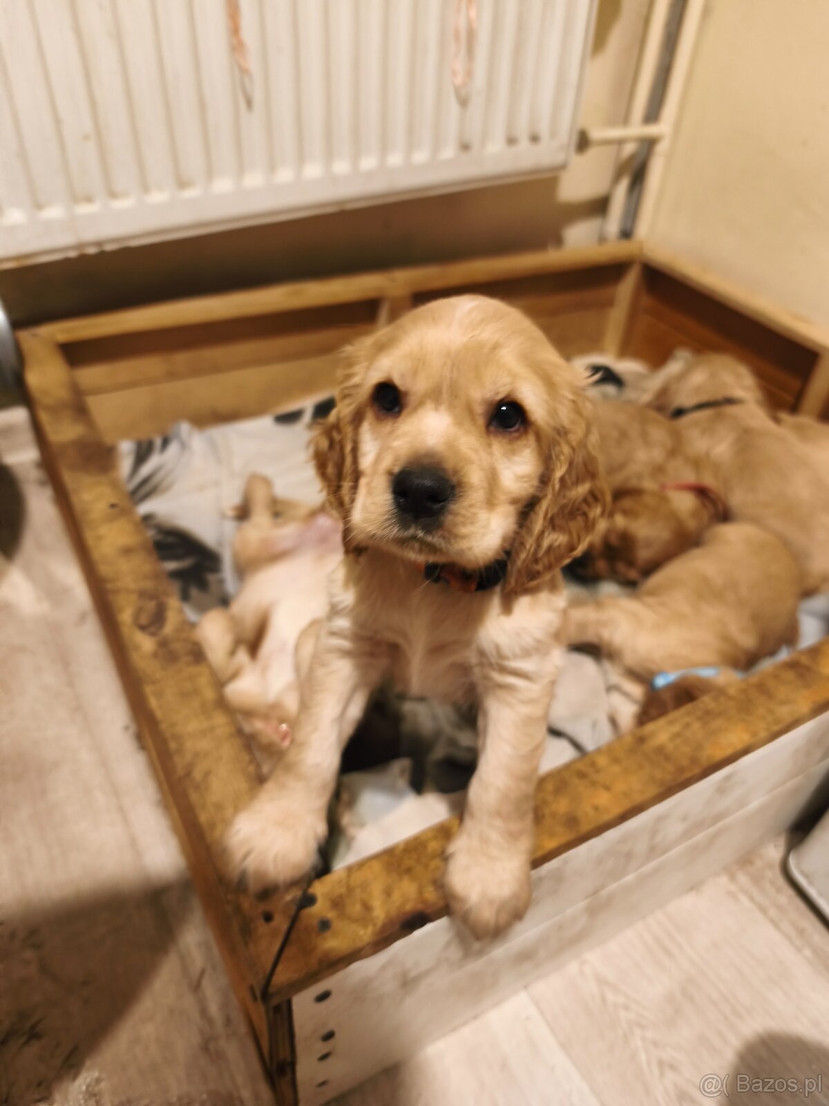 Sprzedam szczeniaki - 10