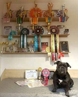 Buldog Staroangielski - Old English Bulldog - 10