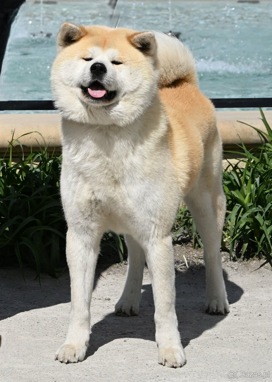 Akita Inu Akita japońska ZKWP FCI po Championie - 10