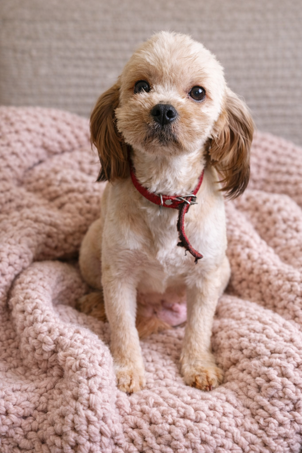 Cavapoo szczenięta - 10