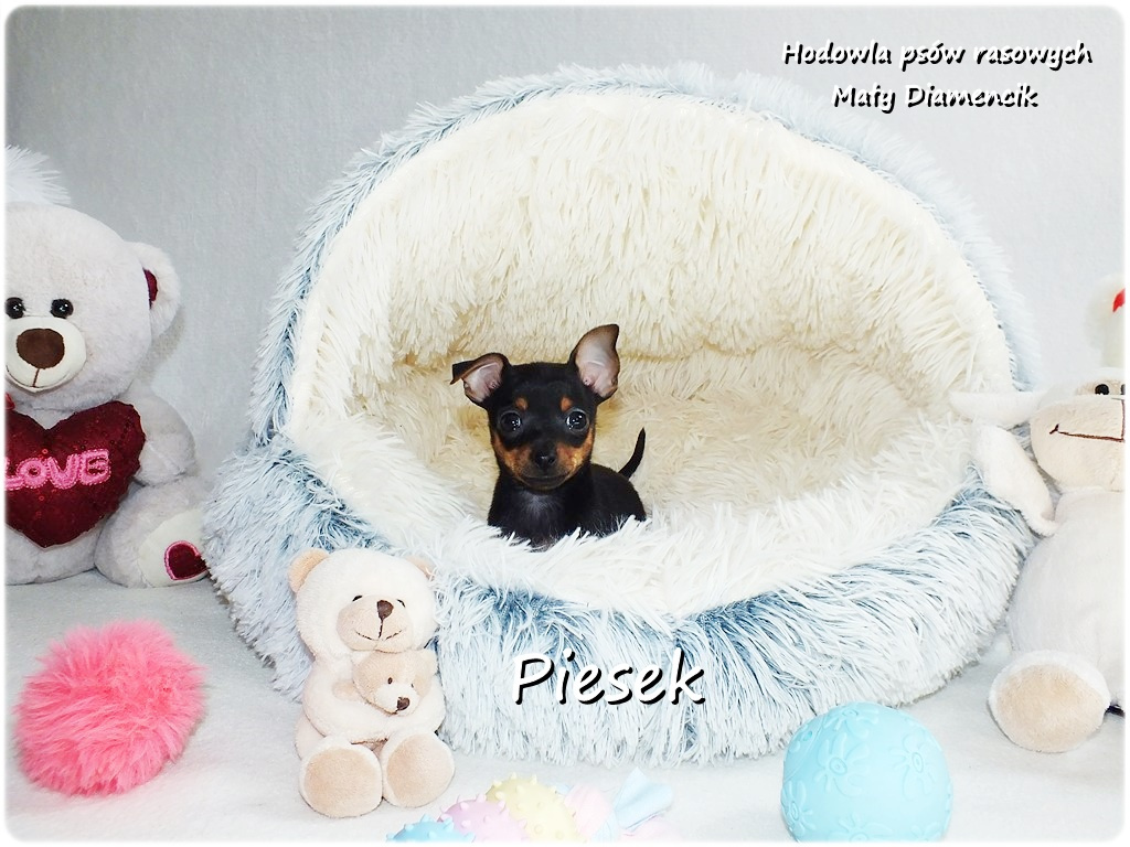 Pinczer miniaturowy- Ratlerek, tzw.sarenka, MINI Piesek nr1 - 10