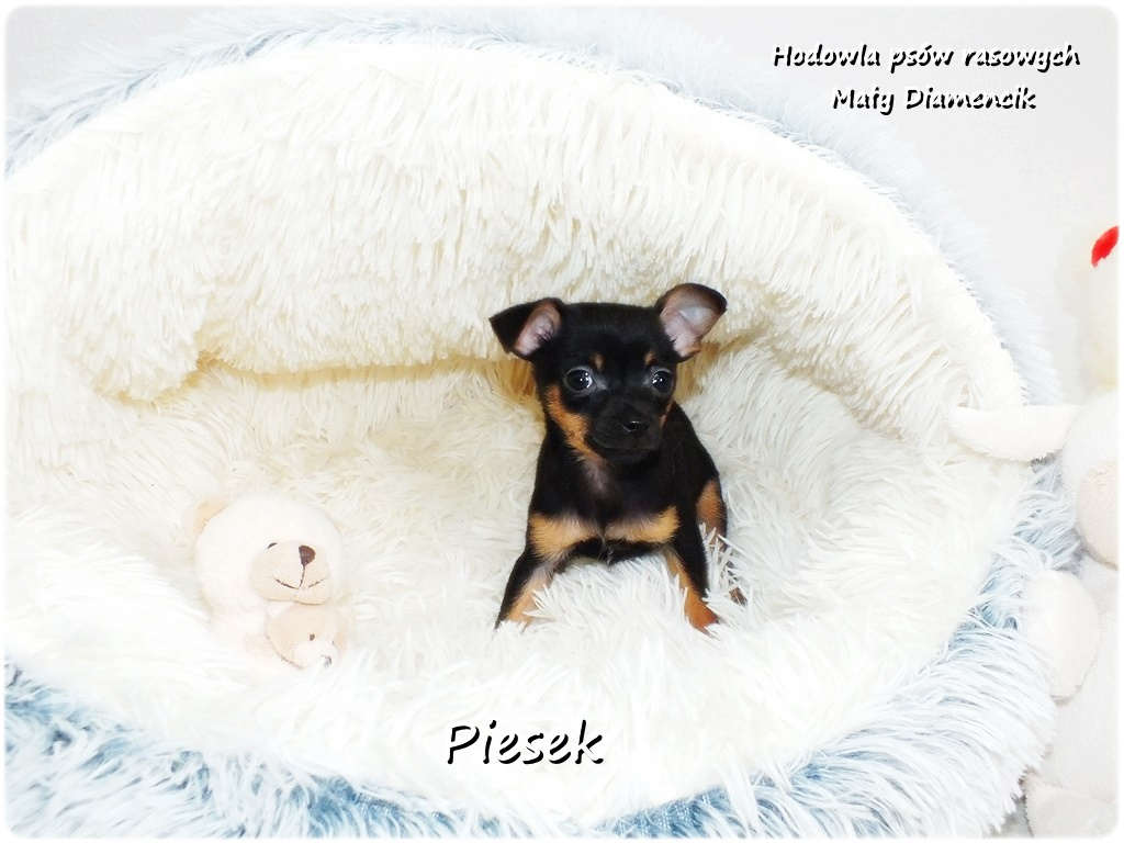 Pinczer miniaturowy- Ratlerek /tzw.sarenka, MINI Piesek nr2 - 10