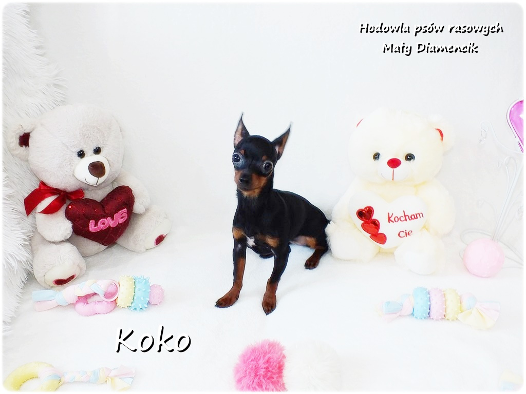 Ultra MINI Sunia KOKO Pinczer miniaturowy ( Ratlerek ) - 10