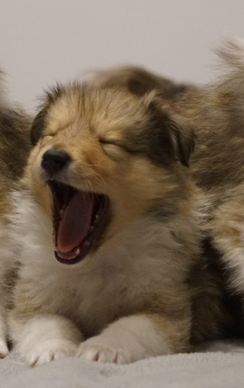 OWCZAREK SZKOCKI DŁUGOWŁOSY SUCZKA - 10