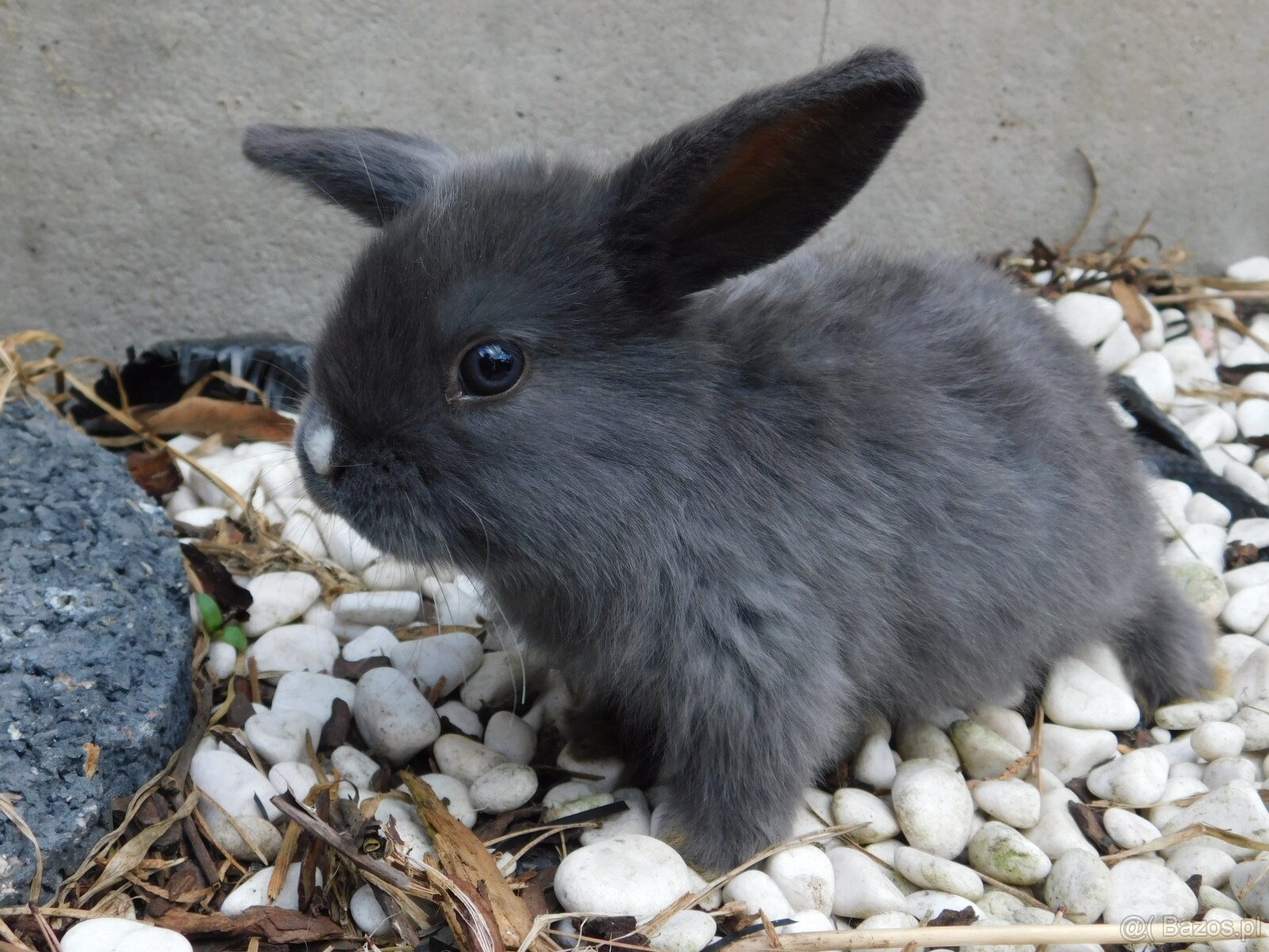 Cudne baranki mini lop - 10