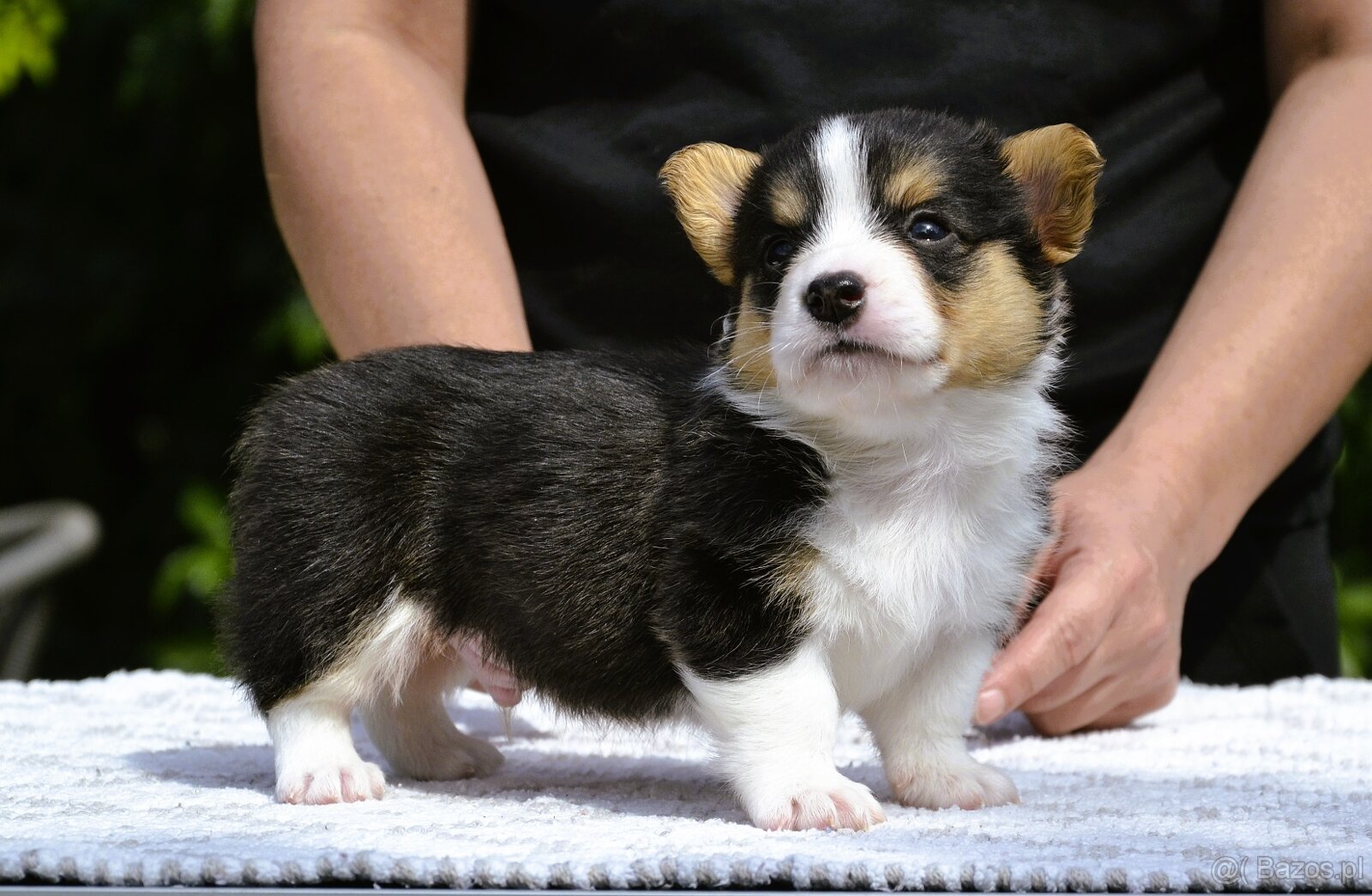 Welsh Corgi Cardigan ZKwP/FCI - 10