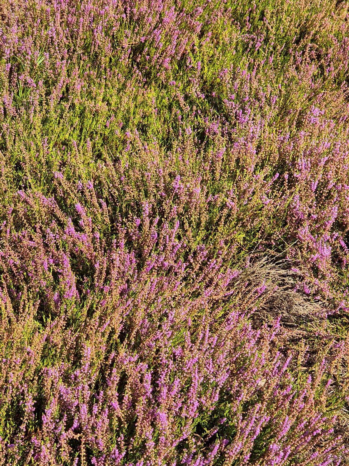 Działka Rolno-Rekreacyjna 3000m2 przy Puszczy Bolimowskiej - 10