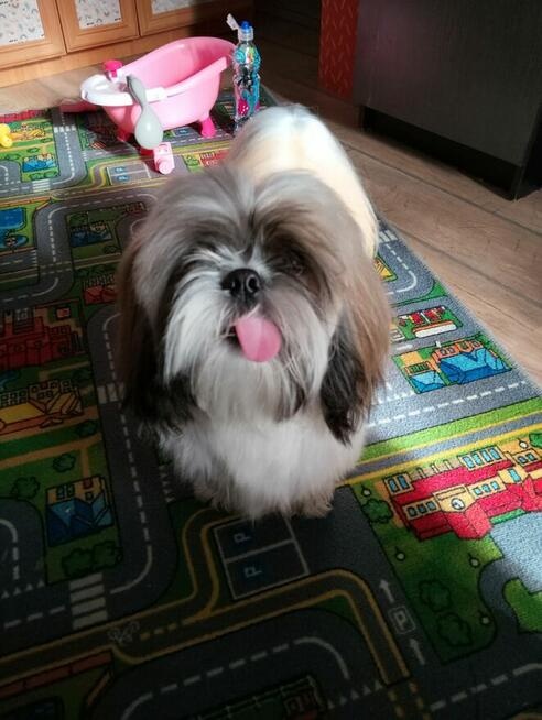 Sprzedam Psa rasy Shih tzu - 10