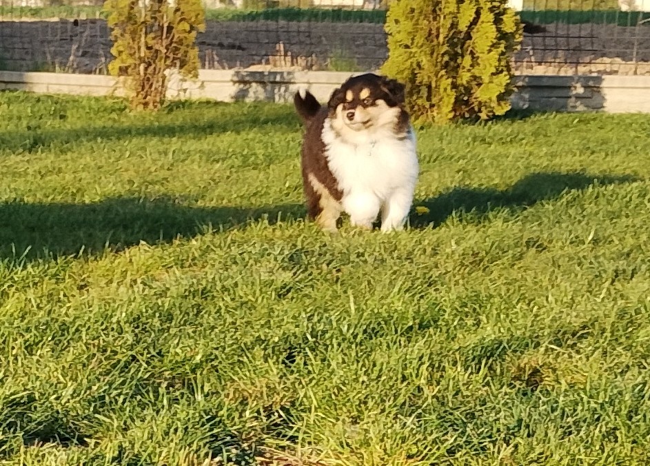 Owczarek szkocki collie długowłosy - 10