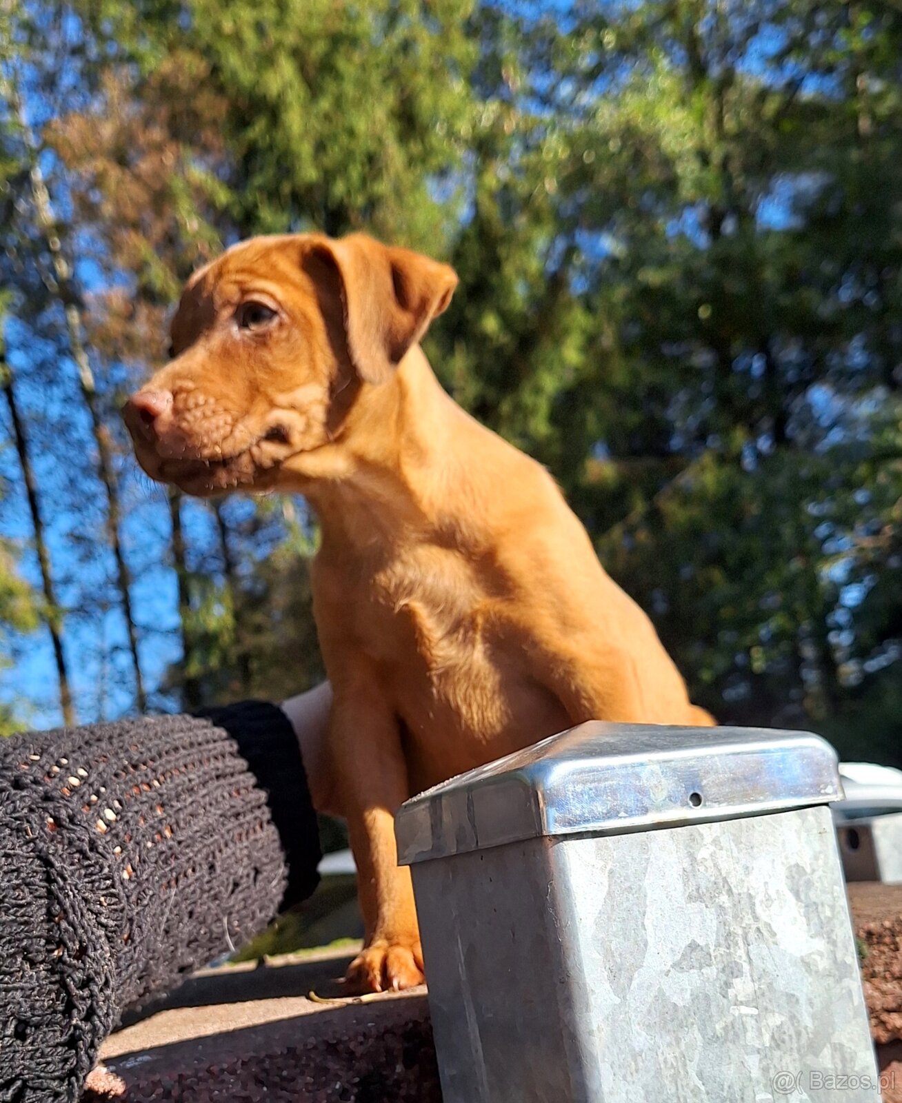 Szczeniaki Patterdale Terrier Terier ZKwP FCI - 10