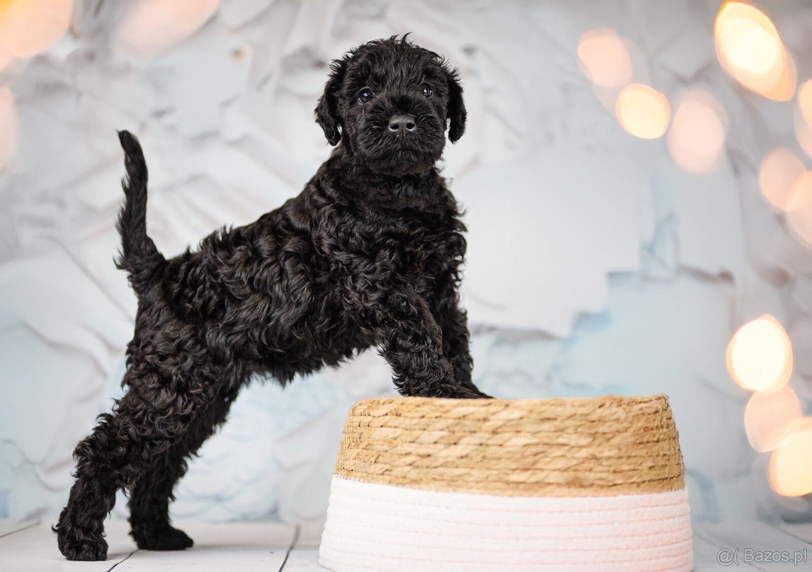 Szczeniak Kerry Blue Terrier - 10