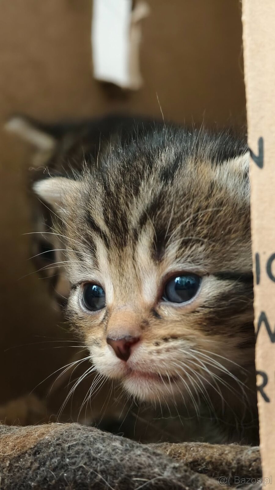 Kociaki na sprzedaż po 23 lutego. W typie norweski leśny - 10