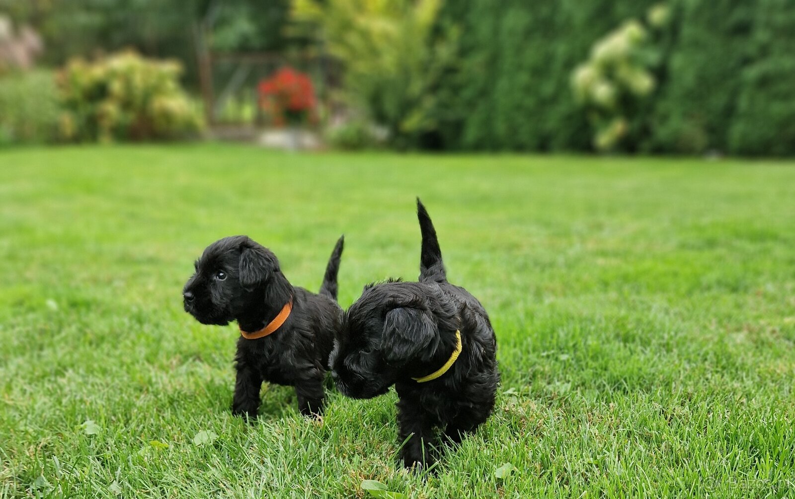 Sznaucer miniaturowy - 10